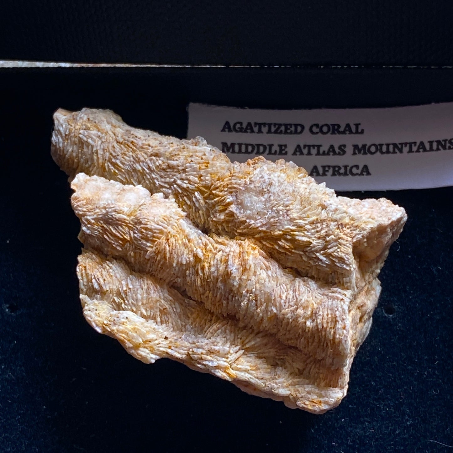 AGATISED FOSSIL CORAL FROM MIDDLE ATLAS MOUNTAINS, MOROCCO 35g MF2029