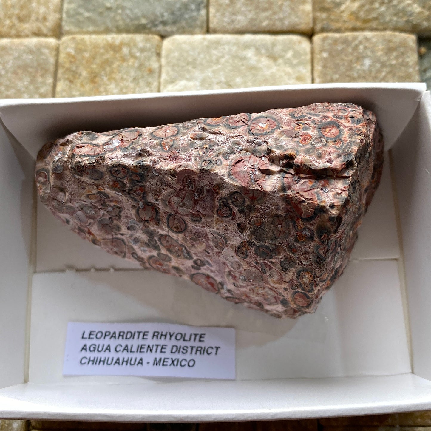 LEOPARDITE RHYOLITE : AGUA CALIENTE DISTRICT, CHIHUAHUA, MEXICO 66g MF5246