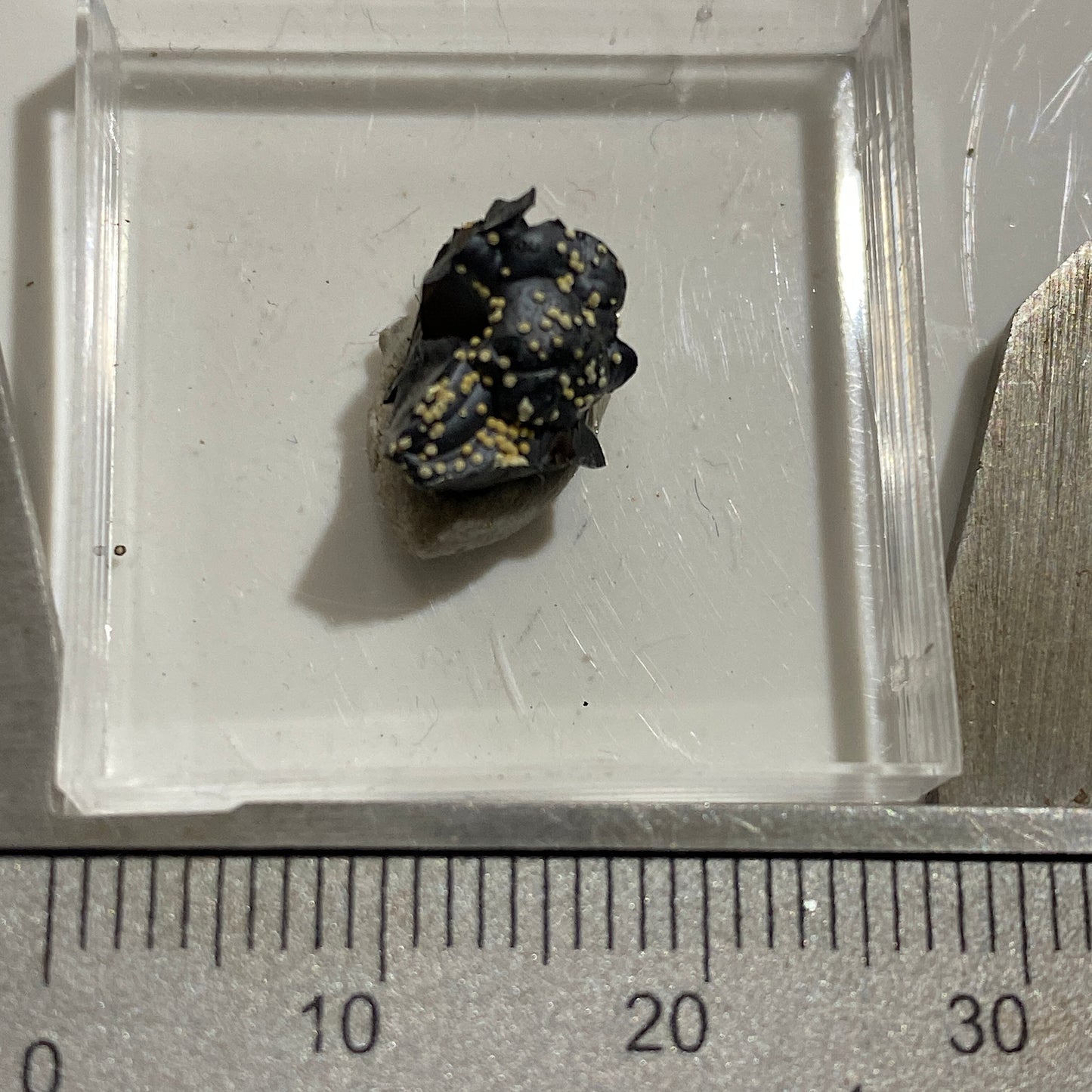 MEURIGITE ON CRYPTOMELANE : SAPUCAIA MINE, MINAS GERAIS, BRAZIL MF4647