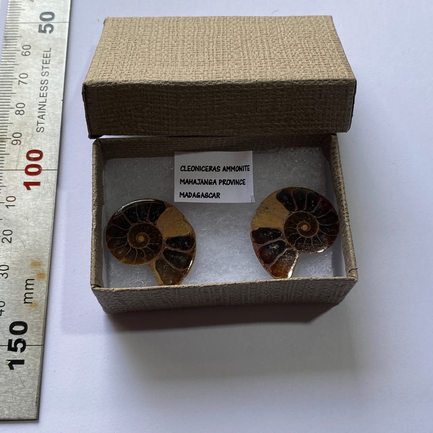 AMMONITE - Cleoniceras : MAHAJANGA PROVINCE, MADAGASCAR 7g MF9936