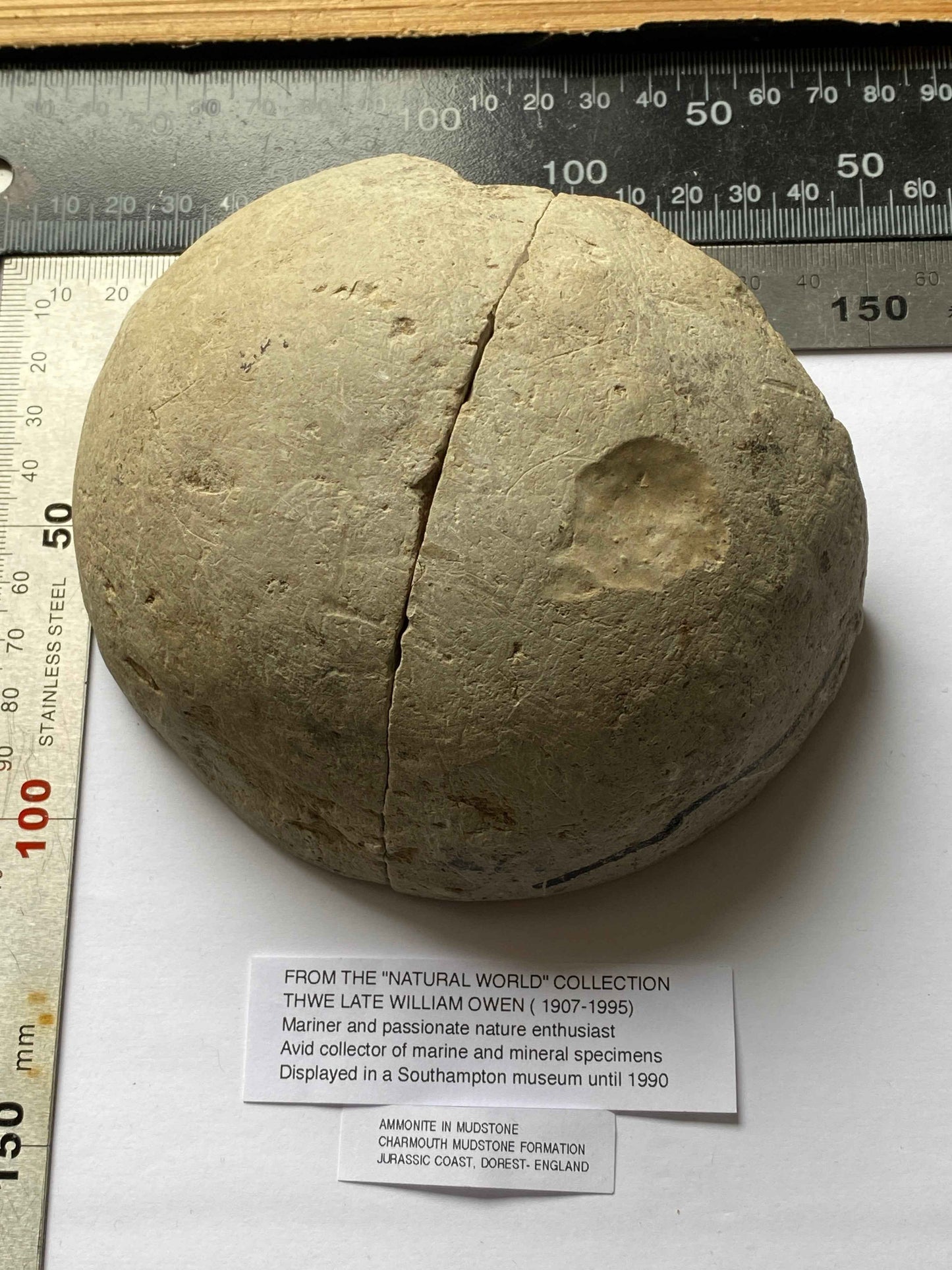 AMMONITE IN MUDSTONE : CHARMOUTH, JURASSIC COAST, DORSET, ENGLAND 958g MF4937