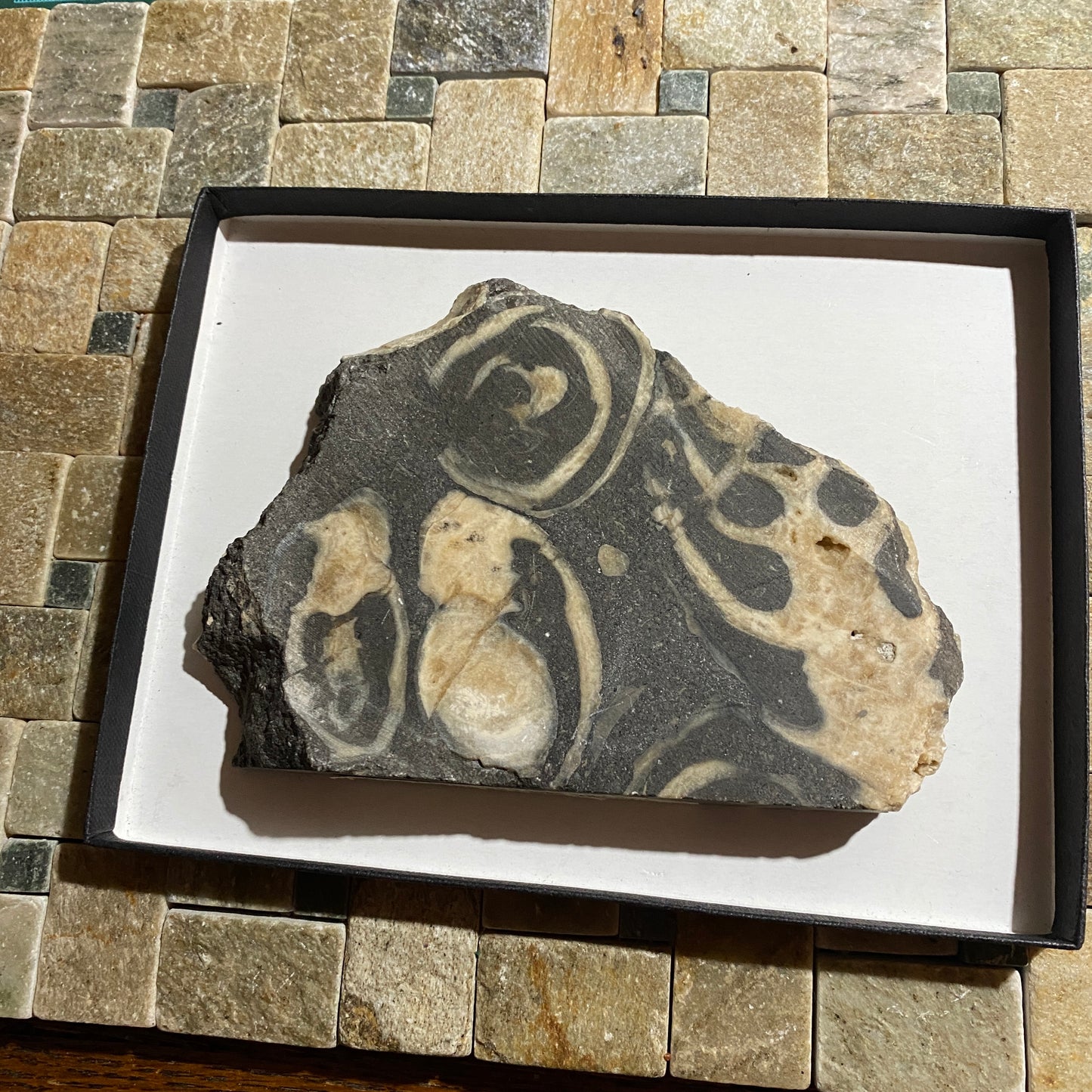 ACTAEONELLA GIGANTEA FOSSIL SLAB - MULHEIM, GERMANY. 380g MF1406