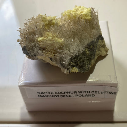 NATIVE SULPHUR WITH CELESTINE : MACHOW MINE, TARNOBRZEG, POLAND 46g MF5195