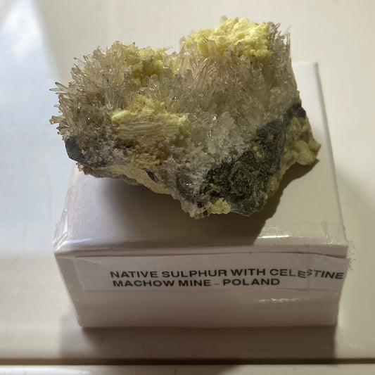 NATIVE SULPHUR WITH CELESTINE : MACHOW MINE, TARNOBRZEG, POLAND 46g MF5195