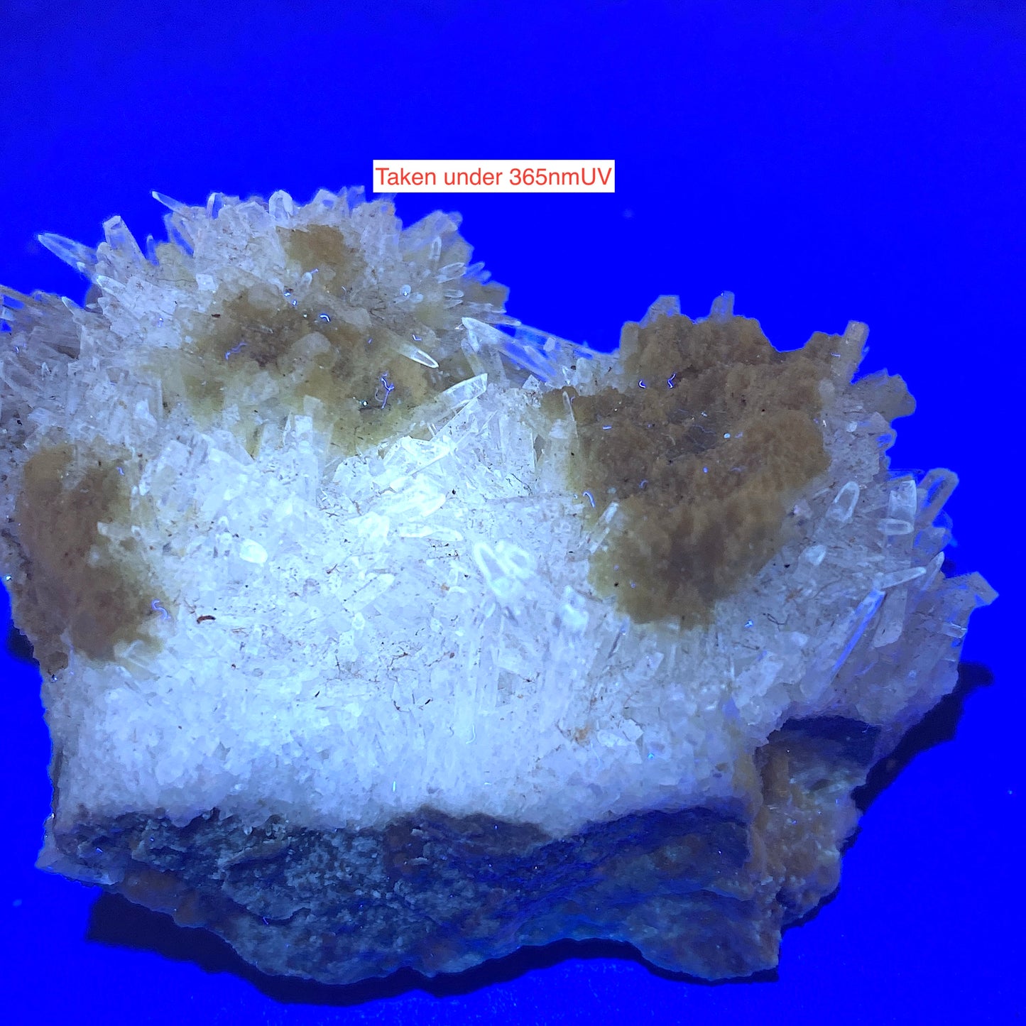 NATIVE SULPHUR WITH CELESTINE : MACHOW MINE, TARNOBRZEG, POLAND 46g MF5195