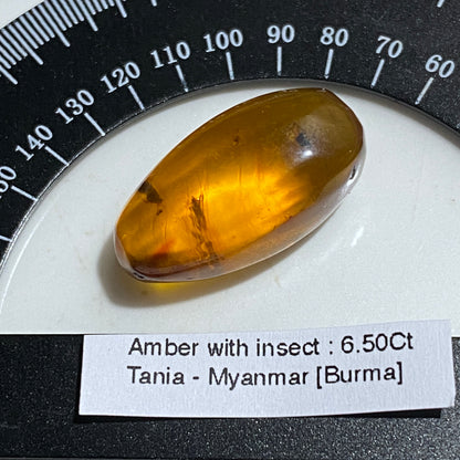 NATURAL AMBER WITH INSECT INCLUSIONS - MYANMAR [BURMA] 6.50Ct MFG5477
