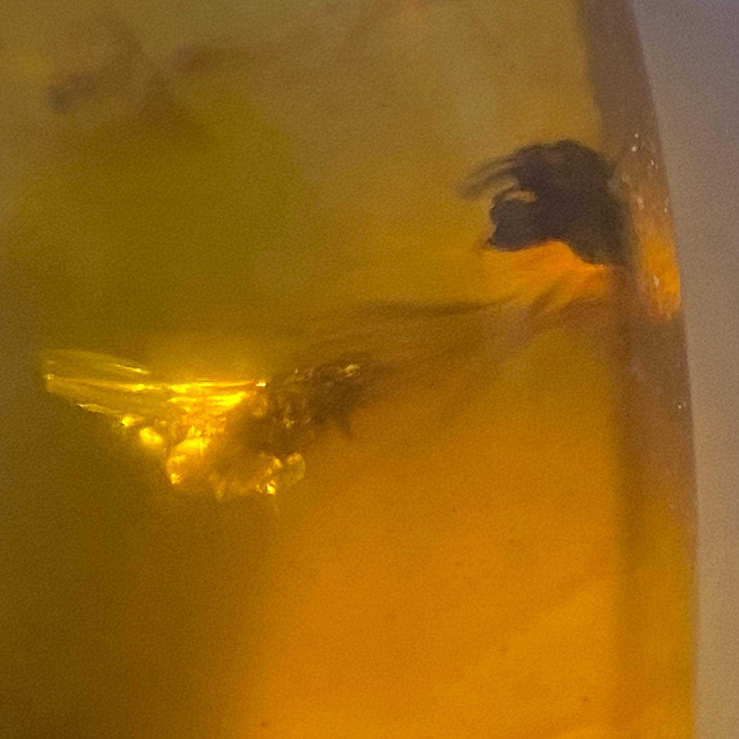 NATURAL AMBER WITH INSECT INCLUSIONS - MYANMAR [BURMA] 6.50Ct MFG5477