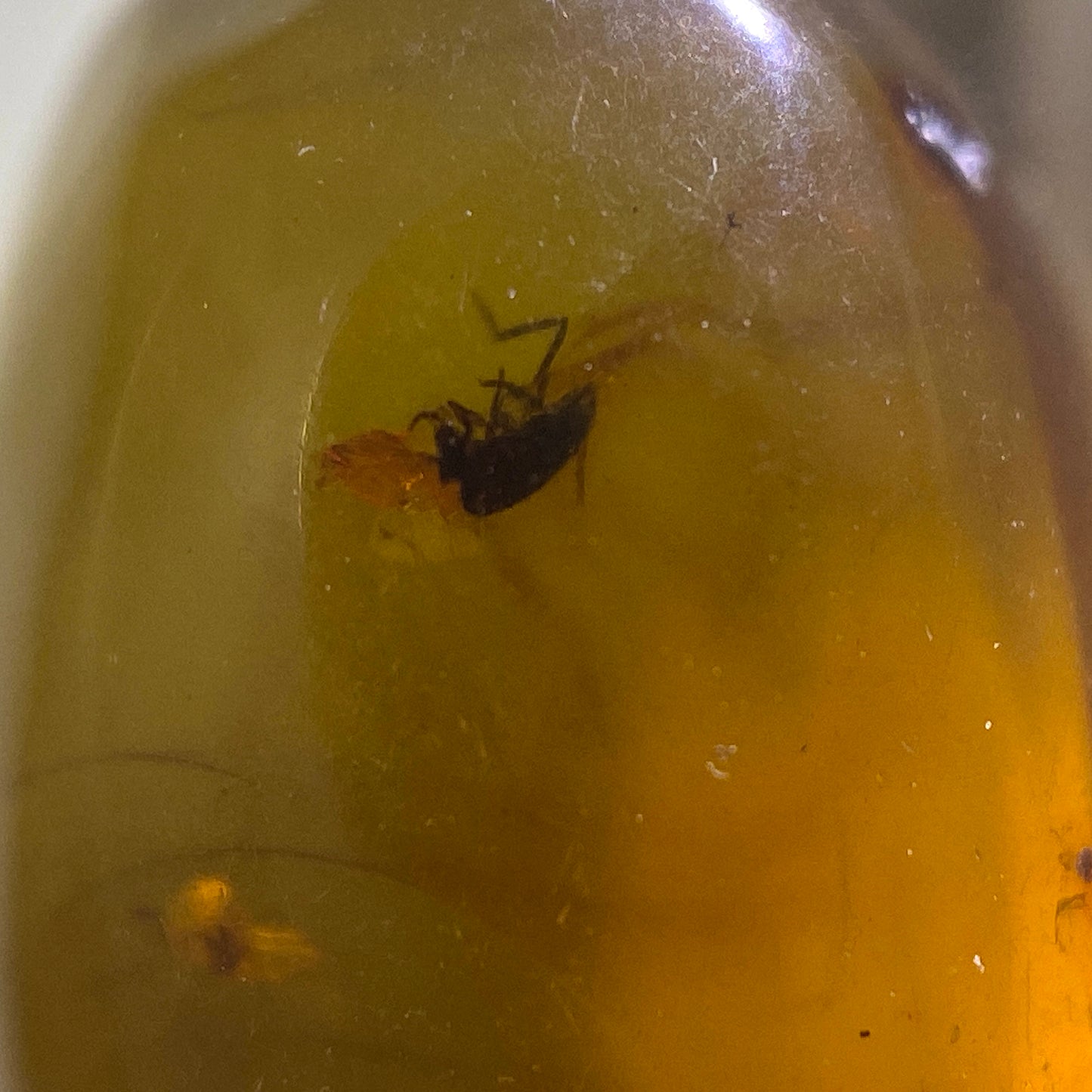 NATURAL AMBER WITH INSECT INCLUSIONS - MYANMAR [BURMA] 6.50Ct MFG5477