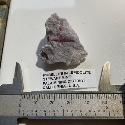 RUBELLITE TOURMALINE IN LEPIDOLITE : STEWART MINE, SAN DIEGO, CALIFORNIA 17g MF5203