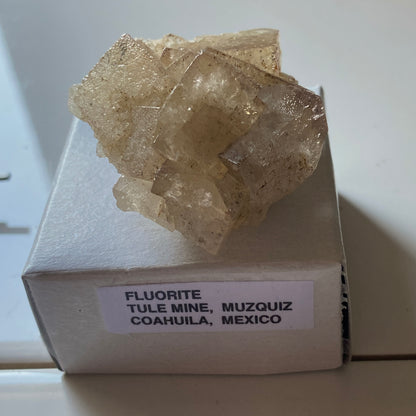 FLUORITE FROM TULE MINE, COAHUILA, MEXICO