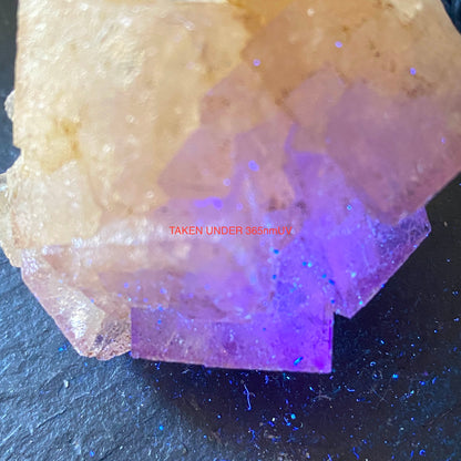 FLUORITE FROM TULE MINE, COAHUILA, MEXICO