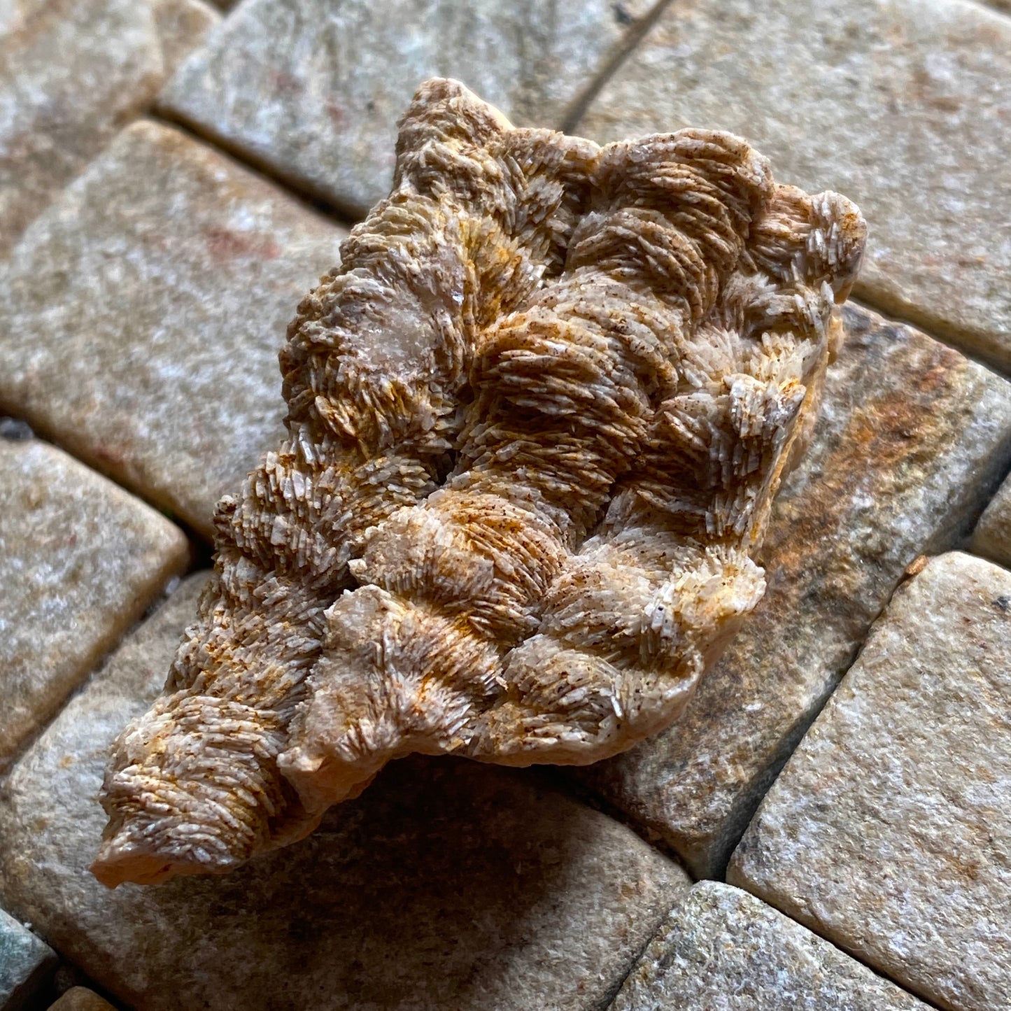 AGATISED FOSSIL CORAL FROM MIDDLE ATLAS MOUNTAINS, MOROCCO  35g MF2029