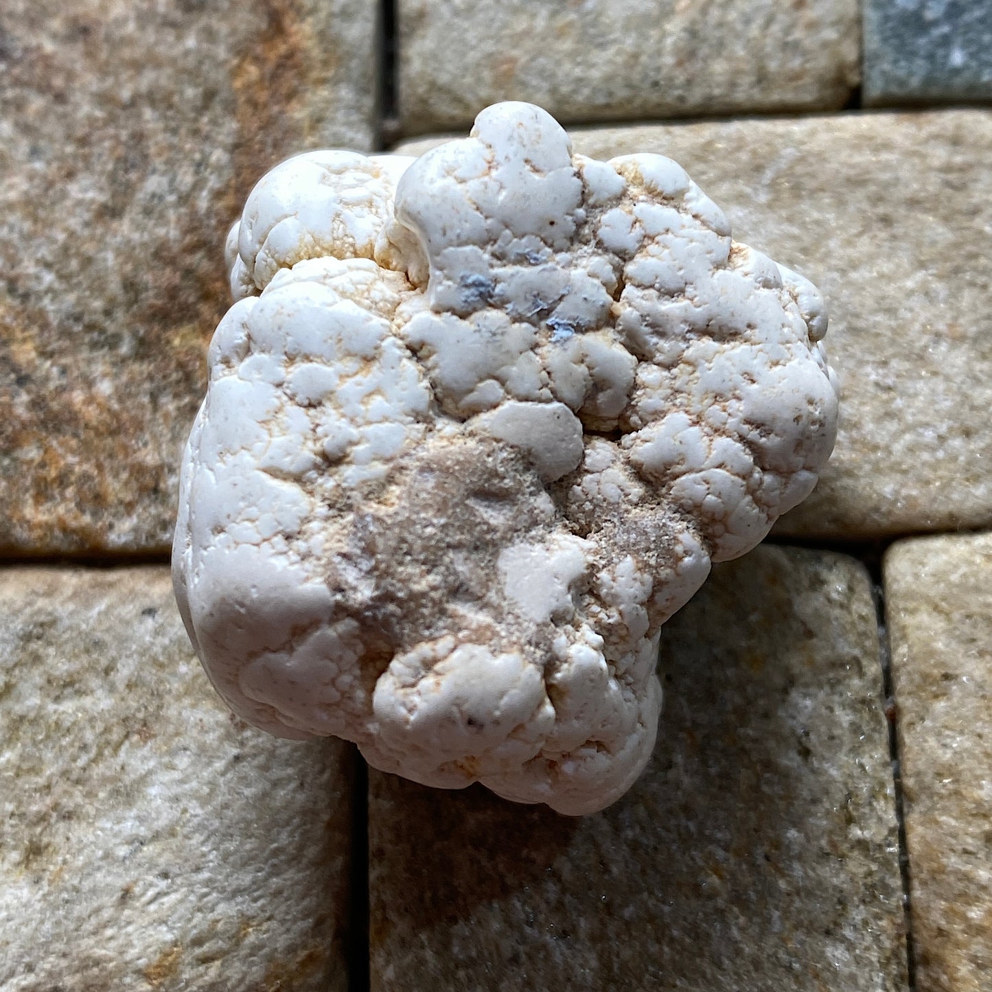 DESTINEZITE : RICHELLE, VISE, WALLONIA, BELGIUM. 19g MF5246