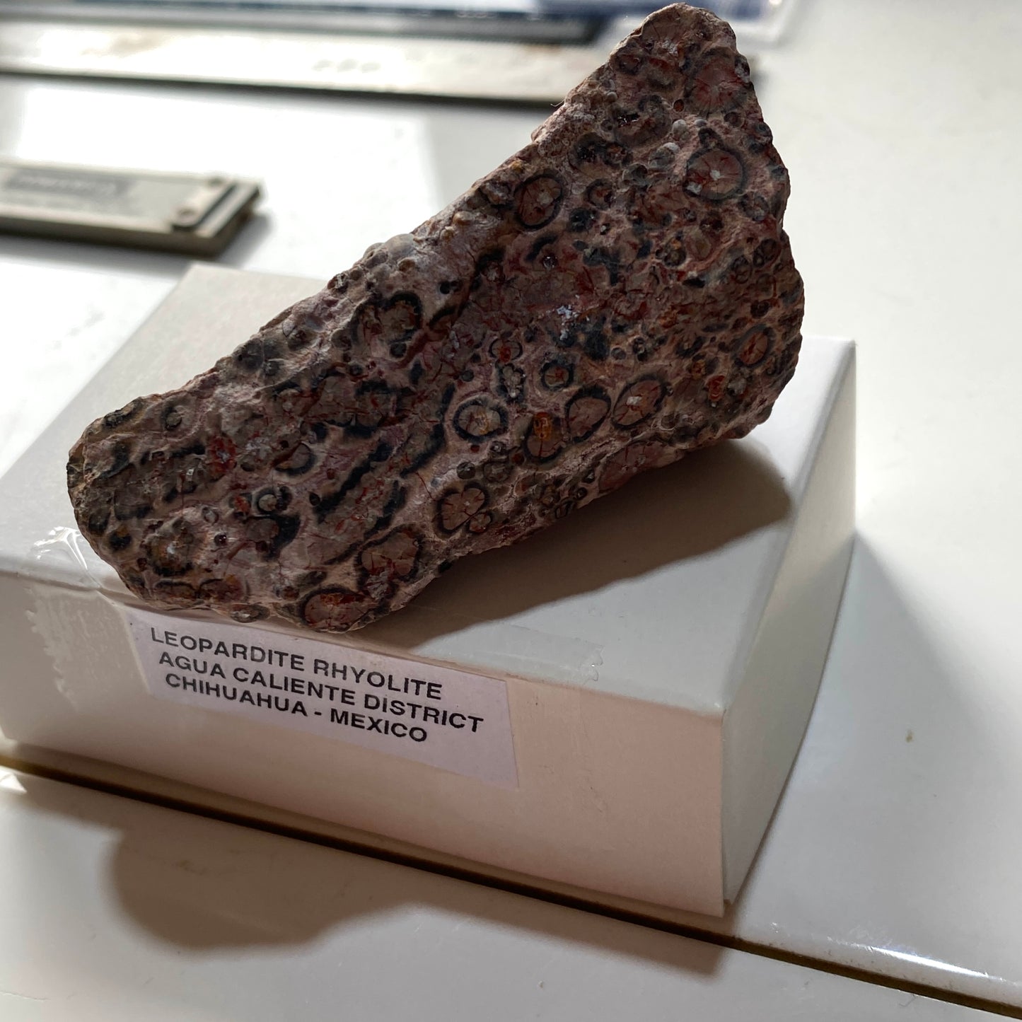LEOPARDITE RHYOLITE : AGUA CALIENTE DISTRICT, CHIHUAHUA, MEXICO 66g MF5246