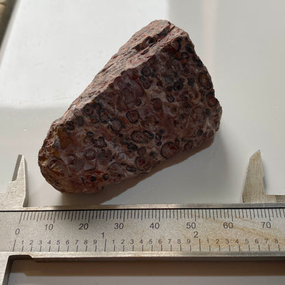 LEOPARDITE RHYOLITE : AGUA CALIENTE DISTRICT, CHIHUAHUA, MEXICO 66g MF5246