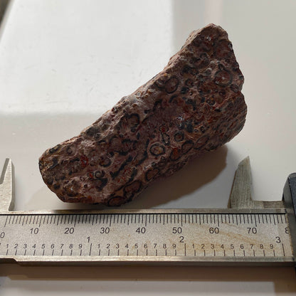 LEOPARDITE RHYOLITE : AGUA CALIENTE DISTRICT, CHIHUAHUA, MEXICO 66g MF5246