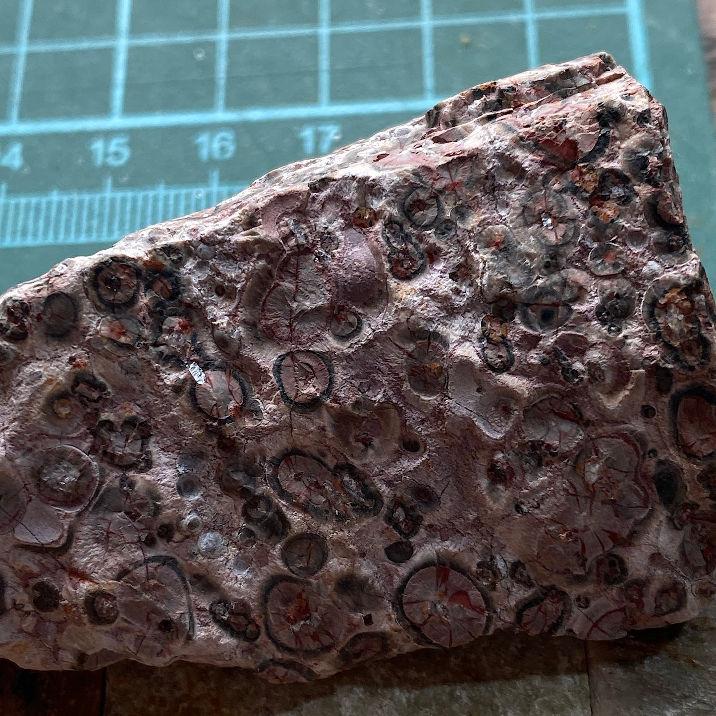 LEOPARDITE RHYOLITE : AGUA CALIENTE DISTRICT, CHIHUAHUA, MEXICO 66g MF5246