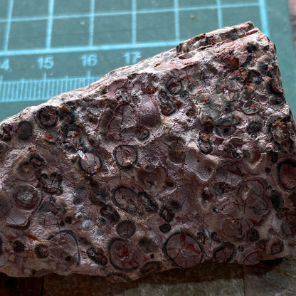 LEOPARDITE RHYOLITE : AGUA CALIENTE DISTRICT, CHIHUAHUA, MEXICO 66g MF5246