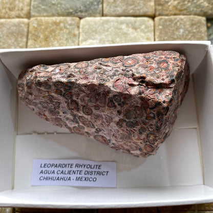LEOPARDITE RHYOLITE : AGUA CALIENTE DISTRICT, CHIHUAHUA, MEXICO 66g MF5246