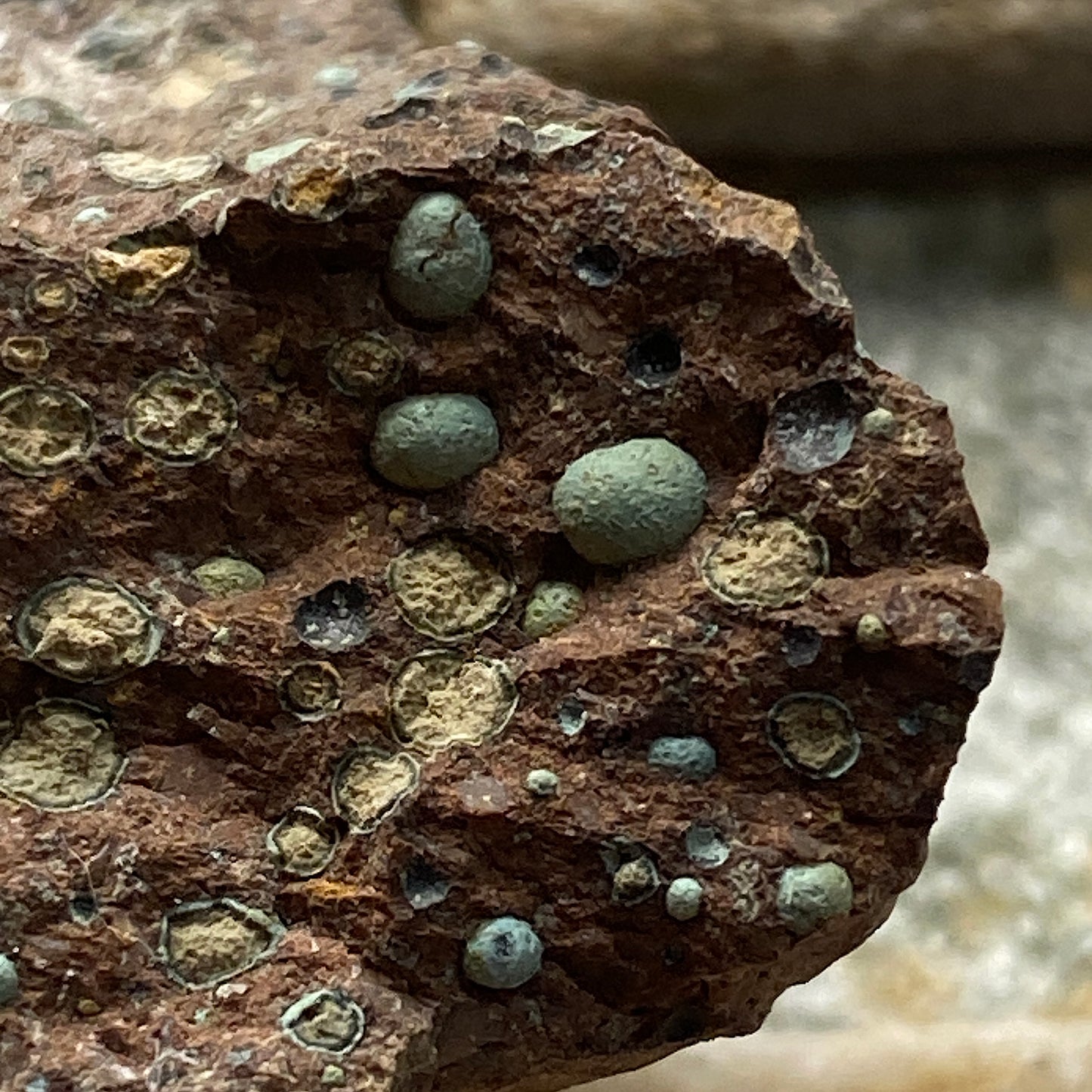 AMYGDALOIDS IN LIMONITE : KEWEENAW PENINSULA, MICHIGAN, U.S.A. 24g MF5255