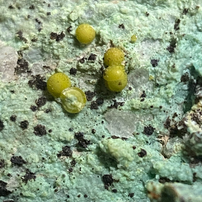 EULYTINE [EULYTITE] ON CHRYSOCOLLA [ETC] : HECHTSBERG QUARRY, HAUSACH, GERMANY 52g MF4640