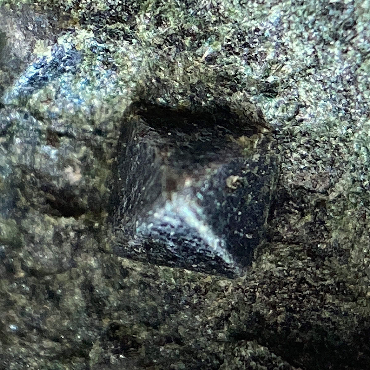 MAGNETITE IN CHLORITE SCHIST : PUNDY GEO, SHETLAND, SCOTLAND 362g  MF5271