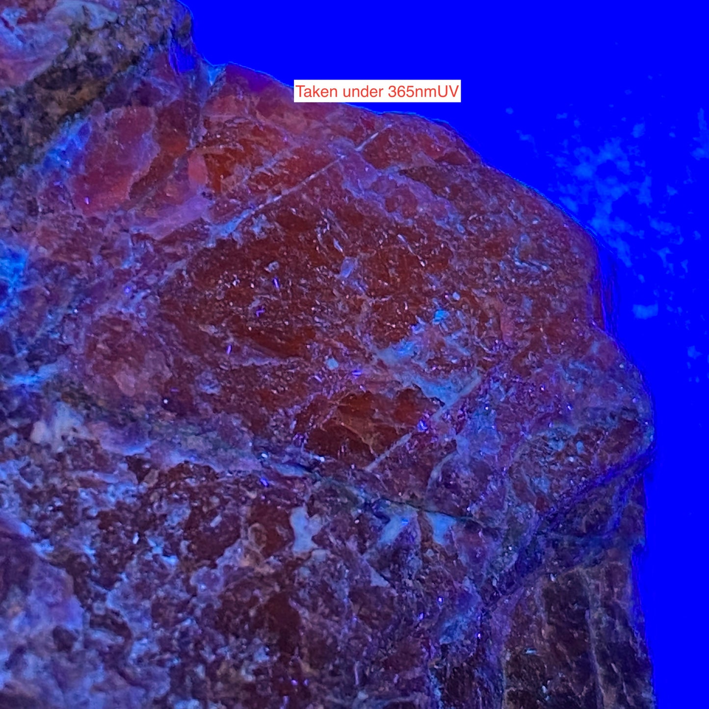 SODALITE : HIASSU FARM, ITAJA DO COLONIA, BAHIA, BRAZIL  146g MF5286