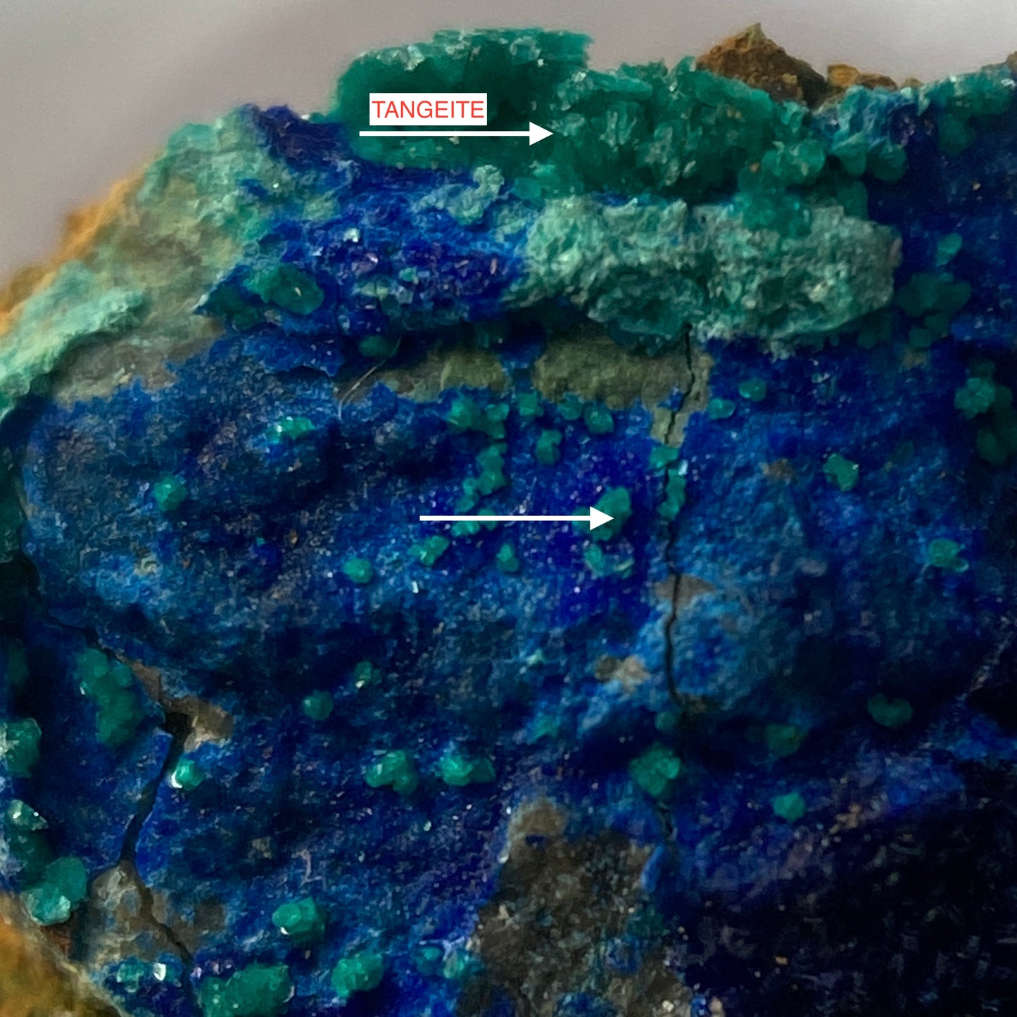TANGEITE ON AZURITE : LA CUMBRE MINE, ATACAMA, CHILE. MF4651