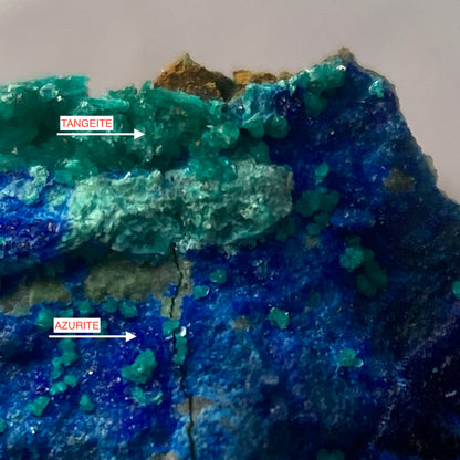 TANGEITE ON AZURITE : LA CUMBRE MINE, ATACAMA, CHILE. MF4651
