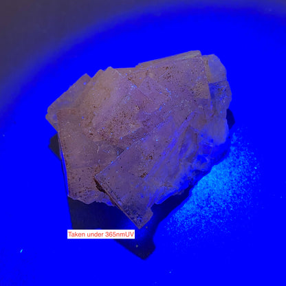 FLUORITE : TULE MINE, MUZQUIZ, COAHUI;A, MEXICO  40g. MF5312