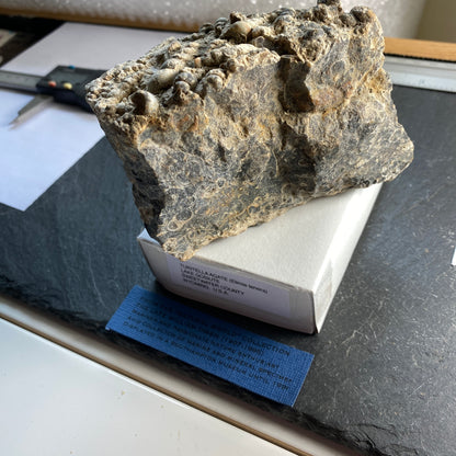 TURITELLA AGATE FROM LAKE GOSIUTE, WYOMING, U.S.A. 538g MF1431