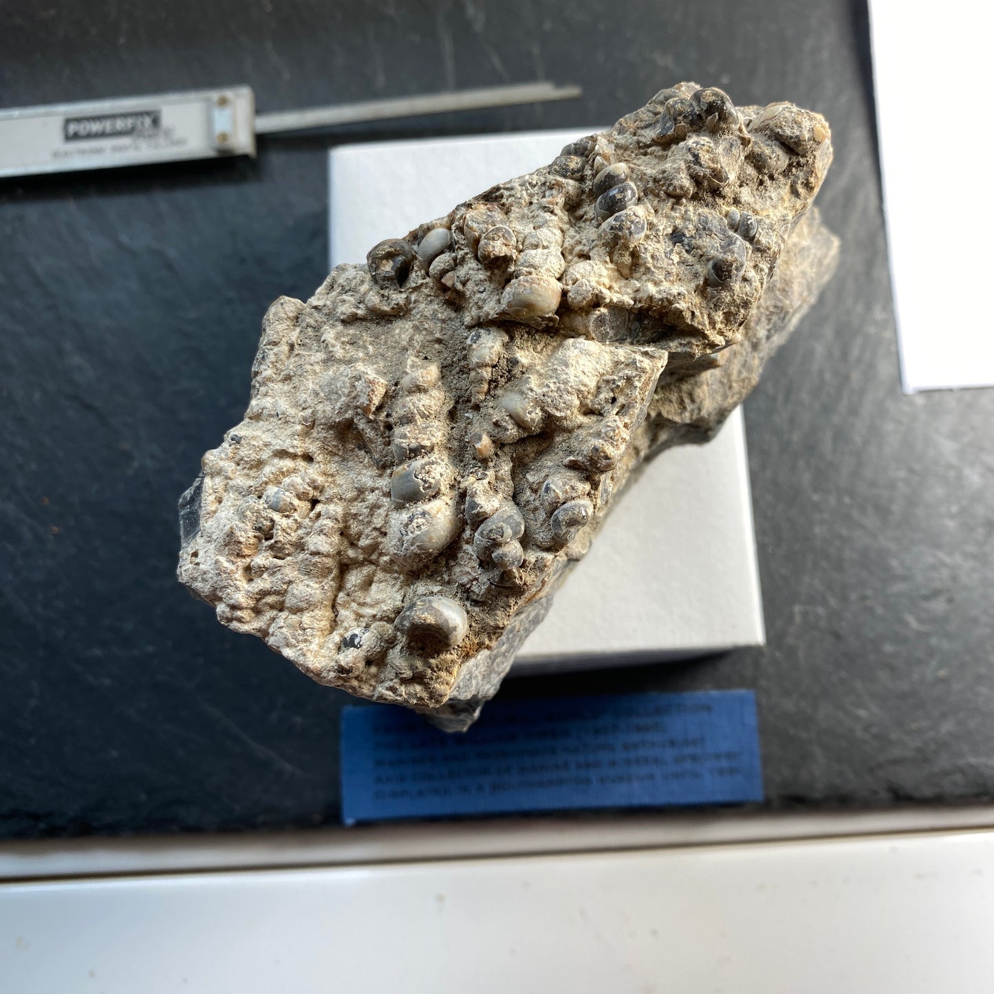 TURITELLA AGATE FROM LAKE GOSIUTE, WYOMING, U.S.A. 538g MF1431