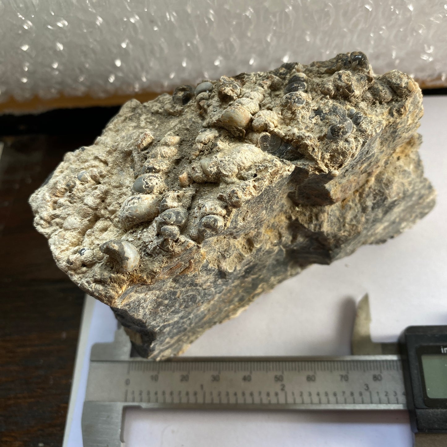 TURITELLA AGATE FROM LAKE GOSIUTE, WYOMING, U.S.A. 538g MF1431