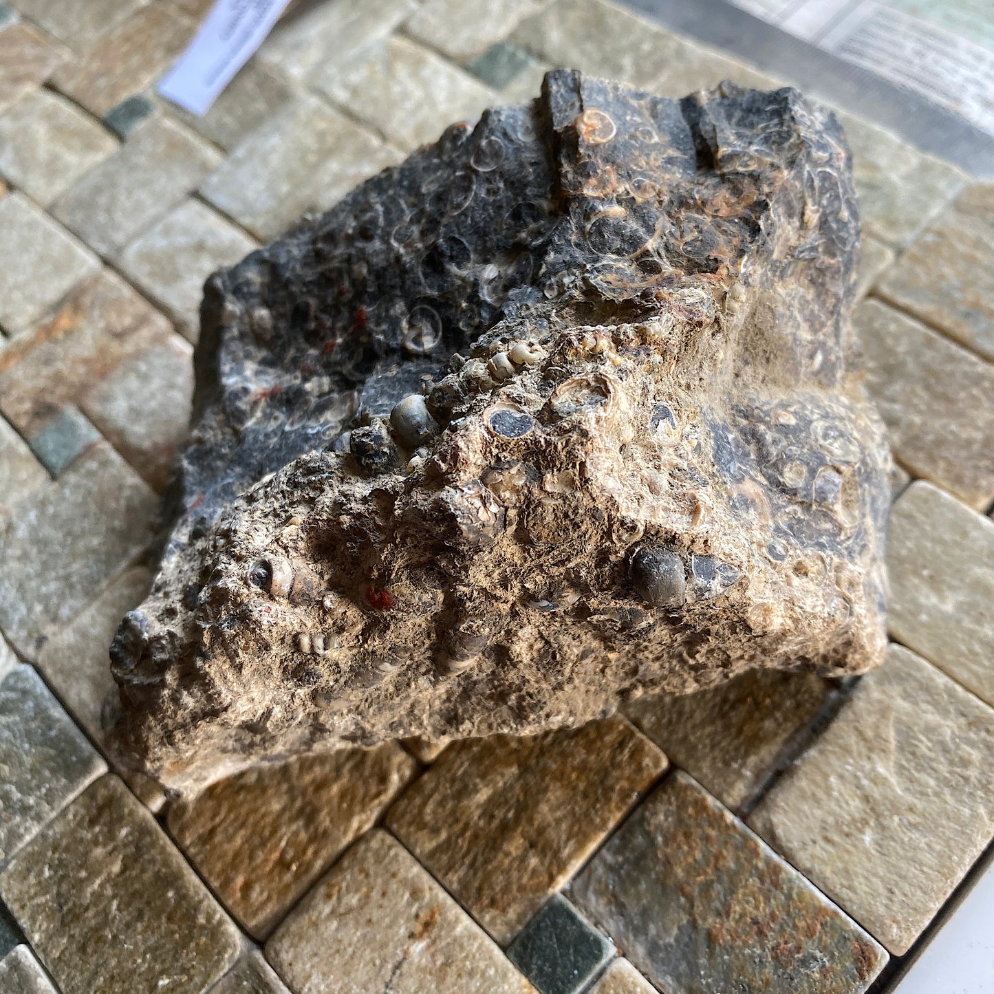 TURITELLA AGATE FROM LAKE GOSIUTE, WYOMING, U.S.A. 538g MF1431