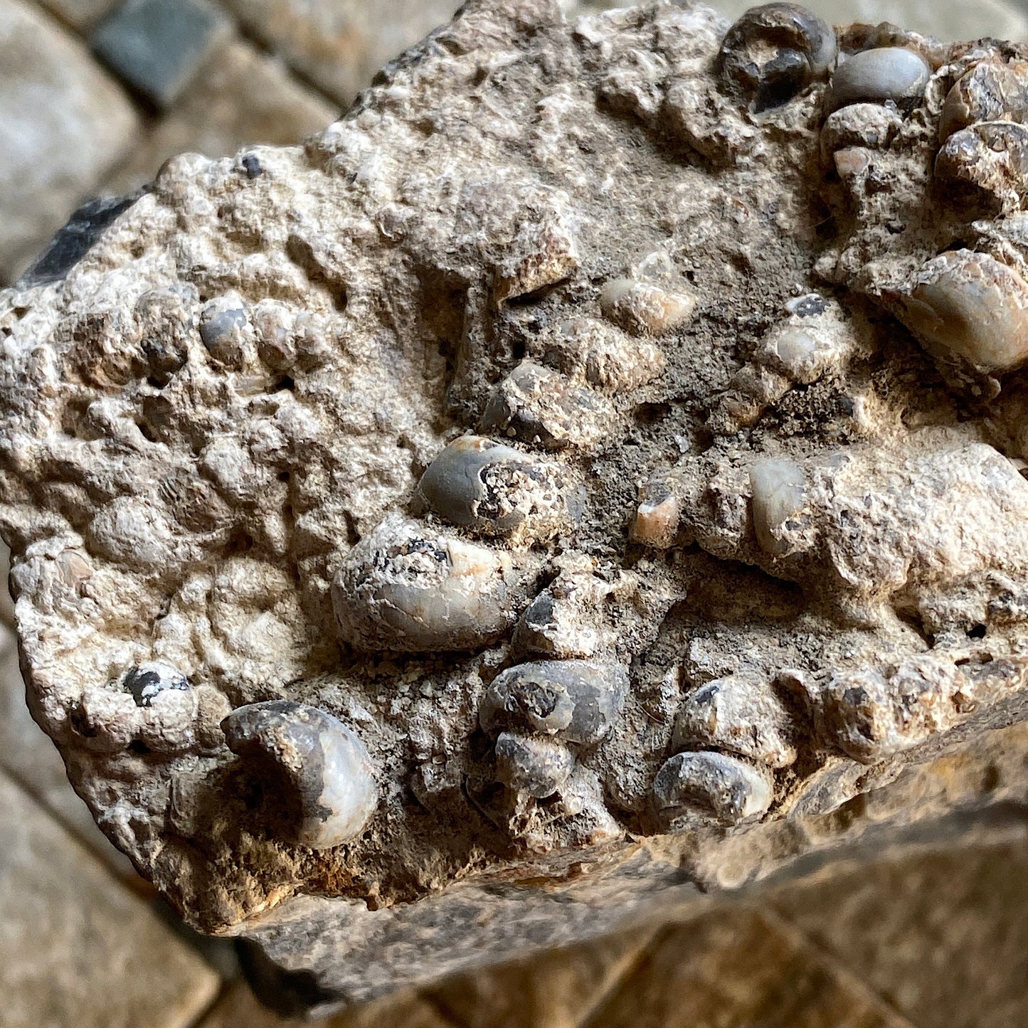 TURITELLA AGATE FROM LAKE GOSIUTE, WYOMING, U.S.A. 538g MF1431