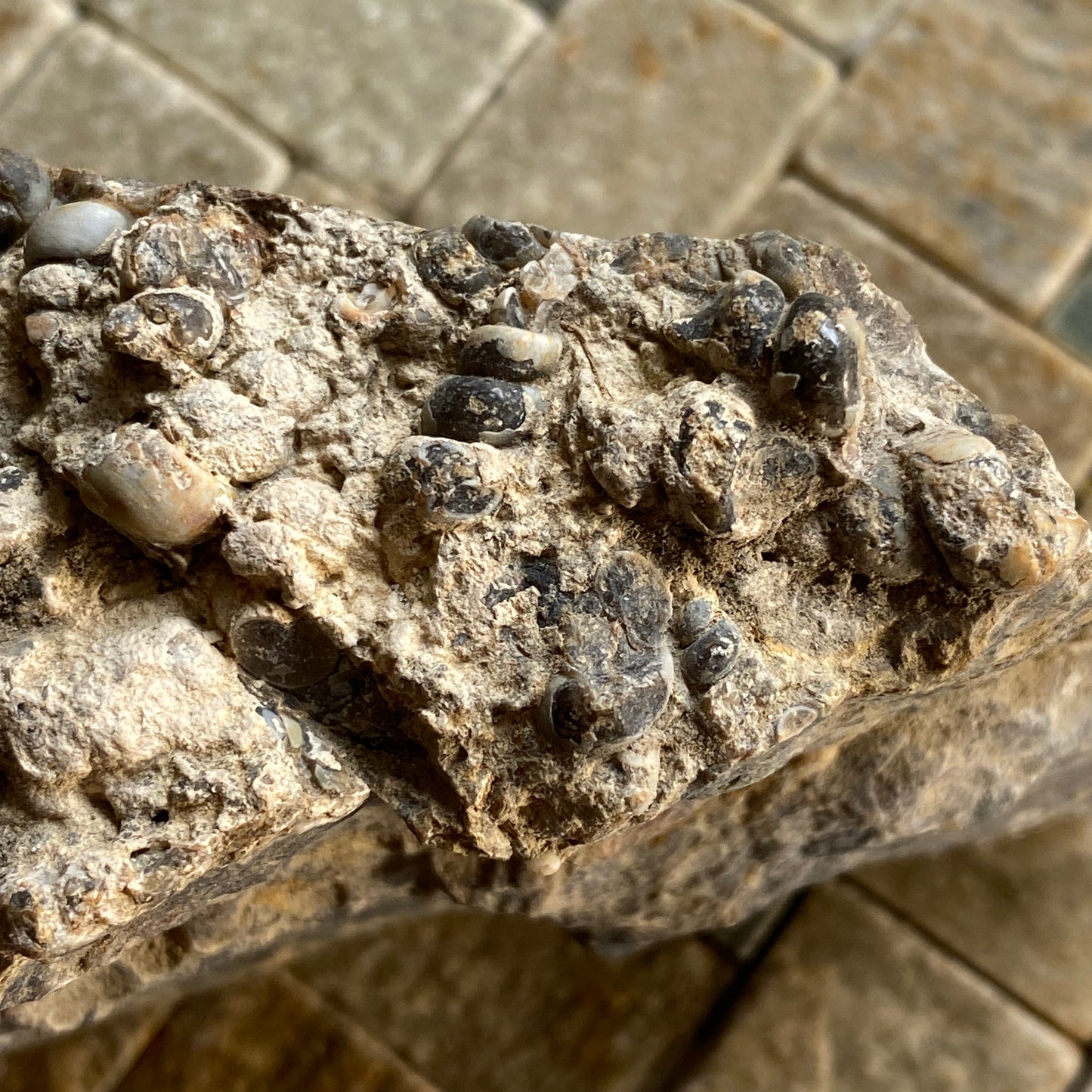 TURITELLA AGATE FROM LAKE GOSIUTE, WYOMING, U.S.A. 538g MF1431