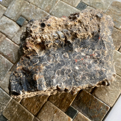 TURITELLA AGATE FROM LAKE GOSIUTE, WYOMING, U.S.A. 538g MF1431