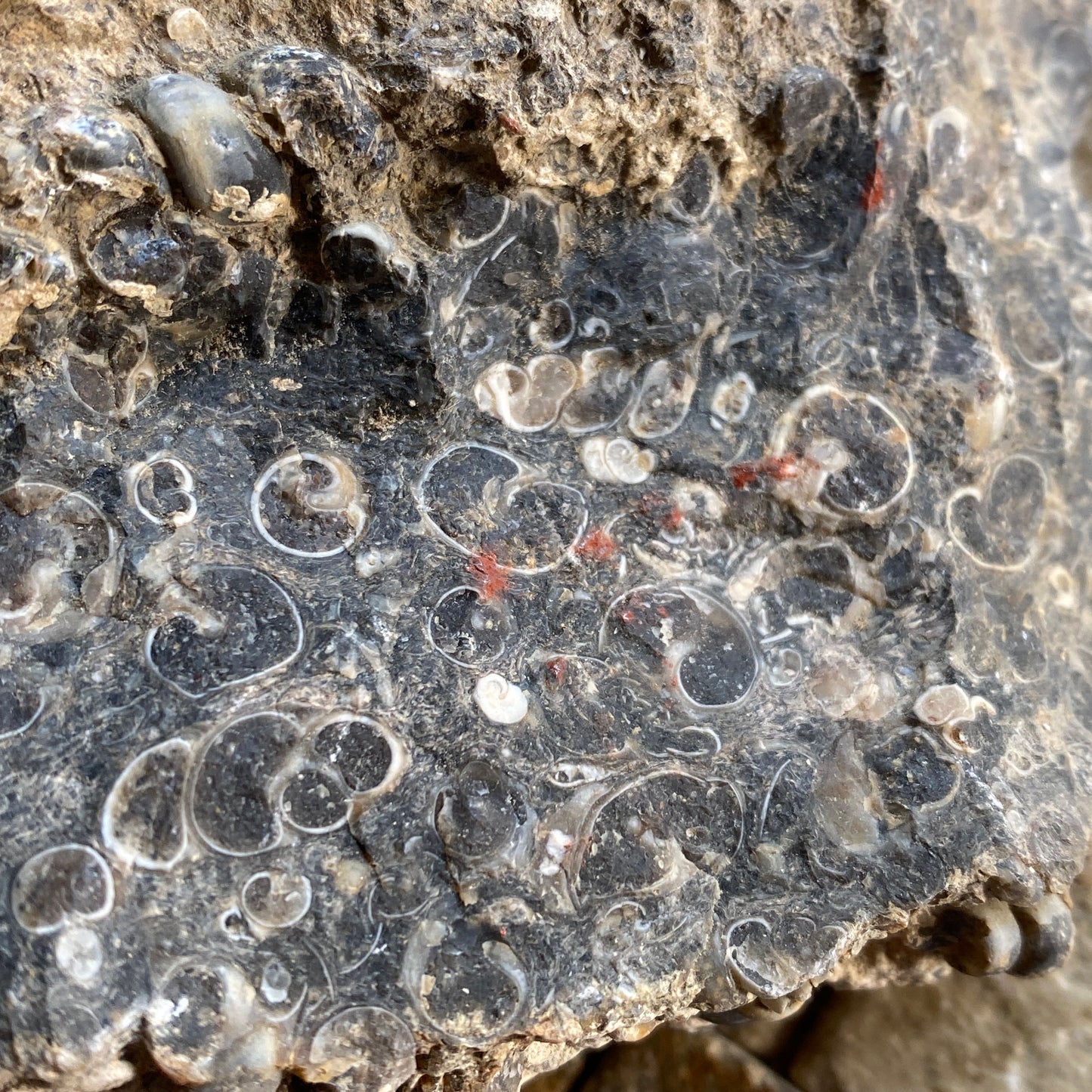 TURITELLA AGATE FROM LAKE GOSIUTE, WYOMING, U.S.A. 538g MF1431