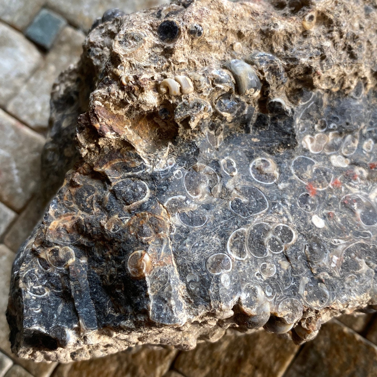 TURITELLA AGATE FROM LAKE GOSIUTE, WYOMING, U.S.A. 538g MF1431