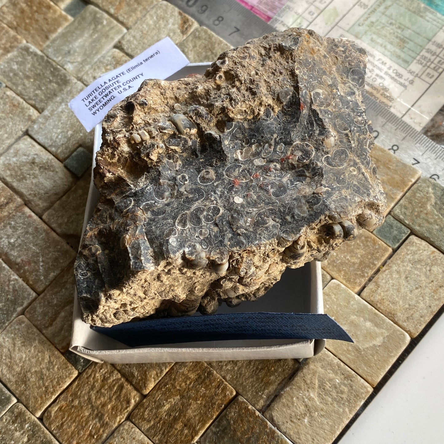 TURITELLA AGATE FROM LAKE GOSIUTE, WYOMING, U.S.A. 538g MF1431