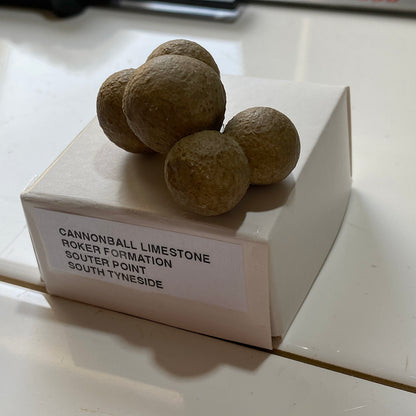 CANNONBALL LIMESTONE FROM THE ROKER FORMATION, SOUTER POINT, SOUTH TYNESIDE  27g. MF5333