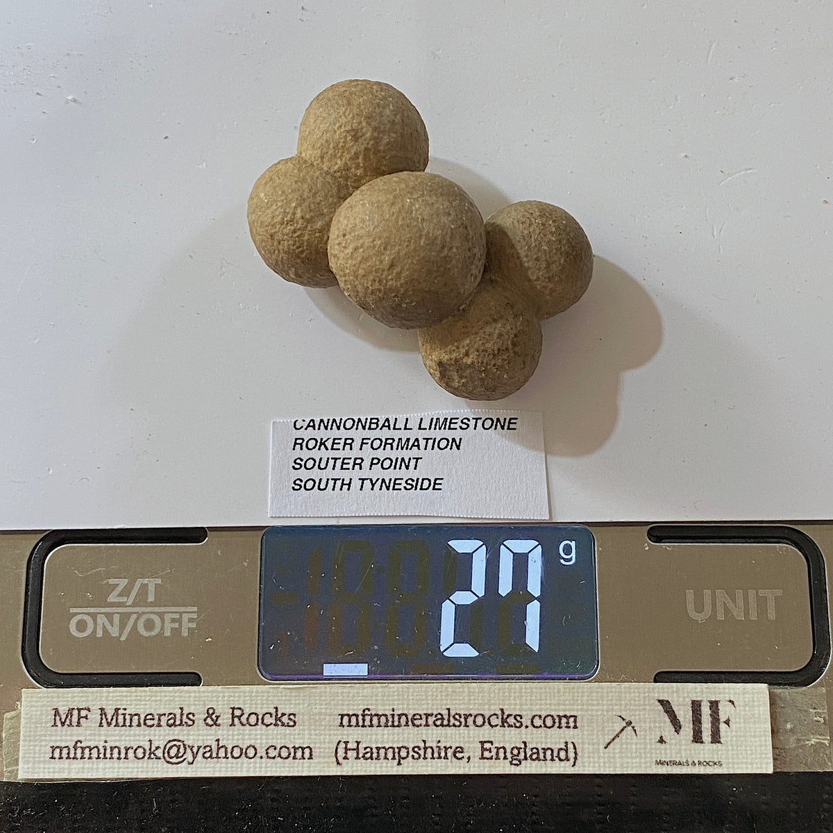 CANNONBALL LIMESTONE FROM THE ROKER FORMATION, SOUTER POINT, SOUTH TYNESIDE  27g. MF5333