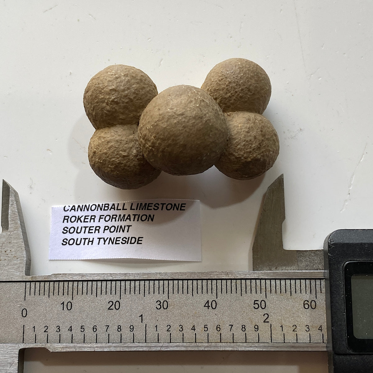 CANNONBALL LIMESTONE FROM THE ROKER FORMATION, SOUTER POINT, SOUTH TYNESIDE  27g. MF5333