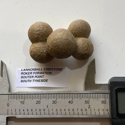 CANNONBALL LIMESTONE FROM THE ROKER FORMATION, SOUTER POINT, SOUTH TYNESIDE  27g. MF5333