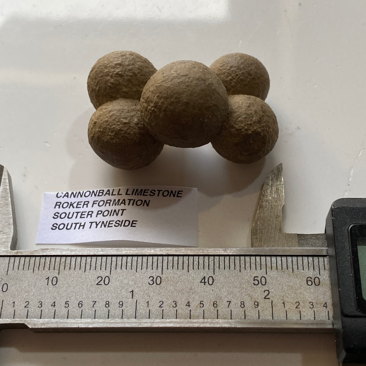 CANNONBALL LIMESTONE FROM THE ROKER FORMATION, SOUTER POINT, SOUTH TYNESIDE  27g. MF5333