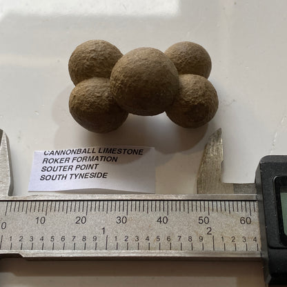 CANNONBALL LIMESTONE FROM THE ROKER FORMATION, SOUTER POINT, SOUTH TYNESIDE  27g. MF5333