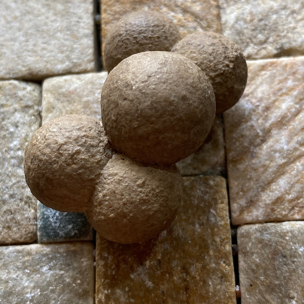 CANNONBALL LIMESTONE FROM THE ROKER FORMATION, SOUTER POINT, SOUTH TYNESIDE  27g. MF5333