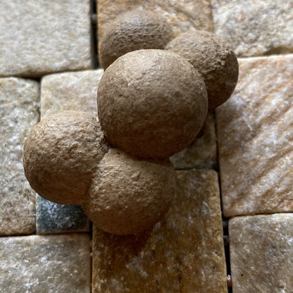 CANNONBALL LIMESTONE FROM THE ROKER FORMATION, SOUTER POINT, SOUTH TYNESIDE  27g. MF5333