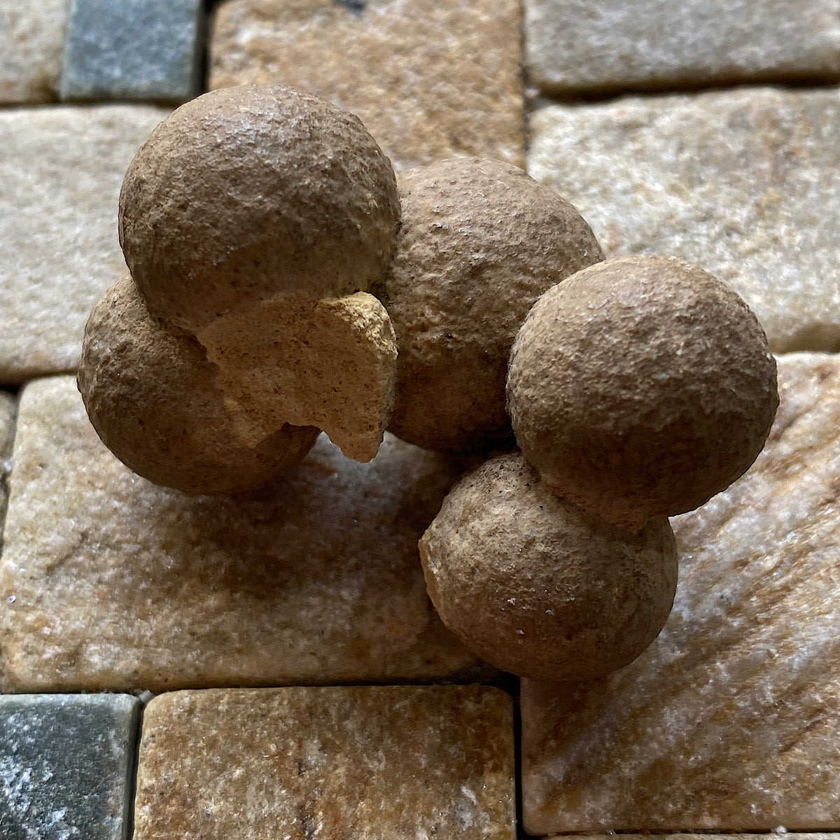CANNONBALL LIMESTONE FROM THE ROKER FORMATION, SOUTER POINT, SOUTH TYNESIDE  27g. MF5333