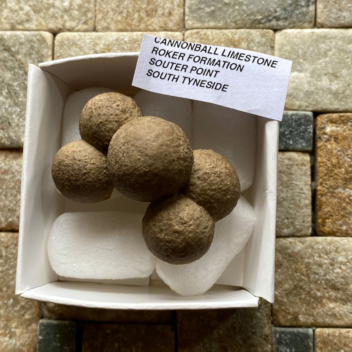 CANNONBALL LIMESTONE FROM THE ROKER FORMATION, SOUTER POINT, SOUTH TYNESIDE  27g. MF5333